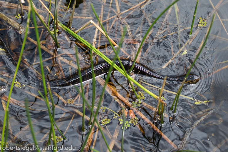 water snake